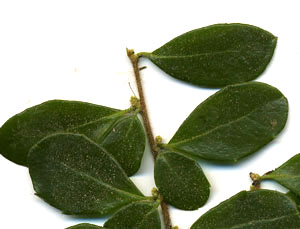 Boxleaf Azara