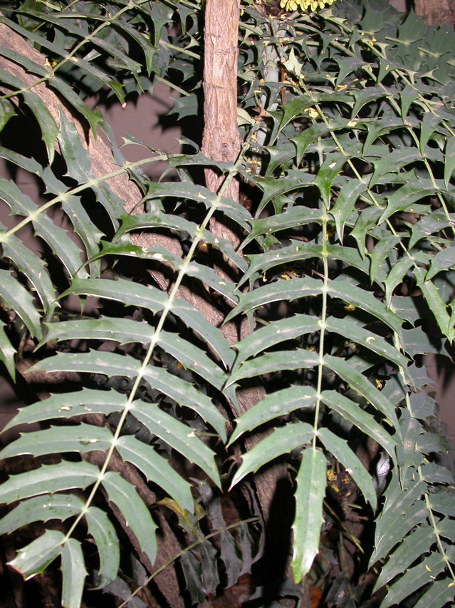 Mahonia lomarifolia