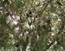 Jacaranda mimosifolia 