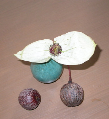 Davidia involucrata, bracts, flowers, fruit