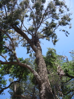 ironbark tree