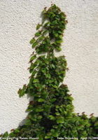 creeping fig