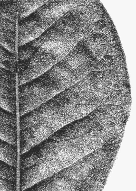 southern magnolia tree leaves. SOUTHERN MAGNOLIA Southern