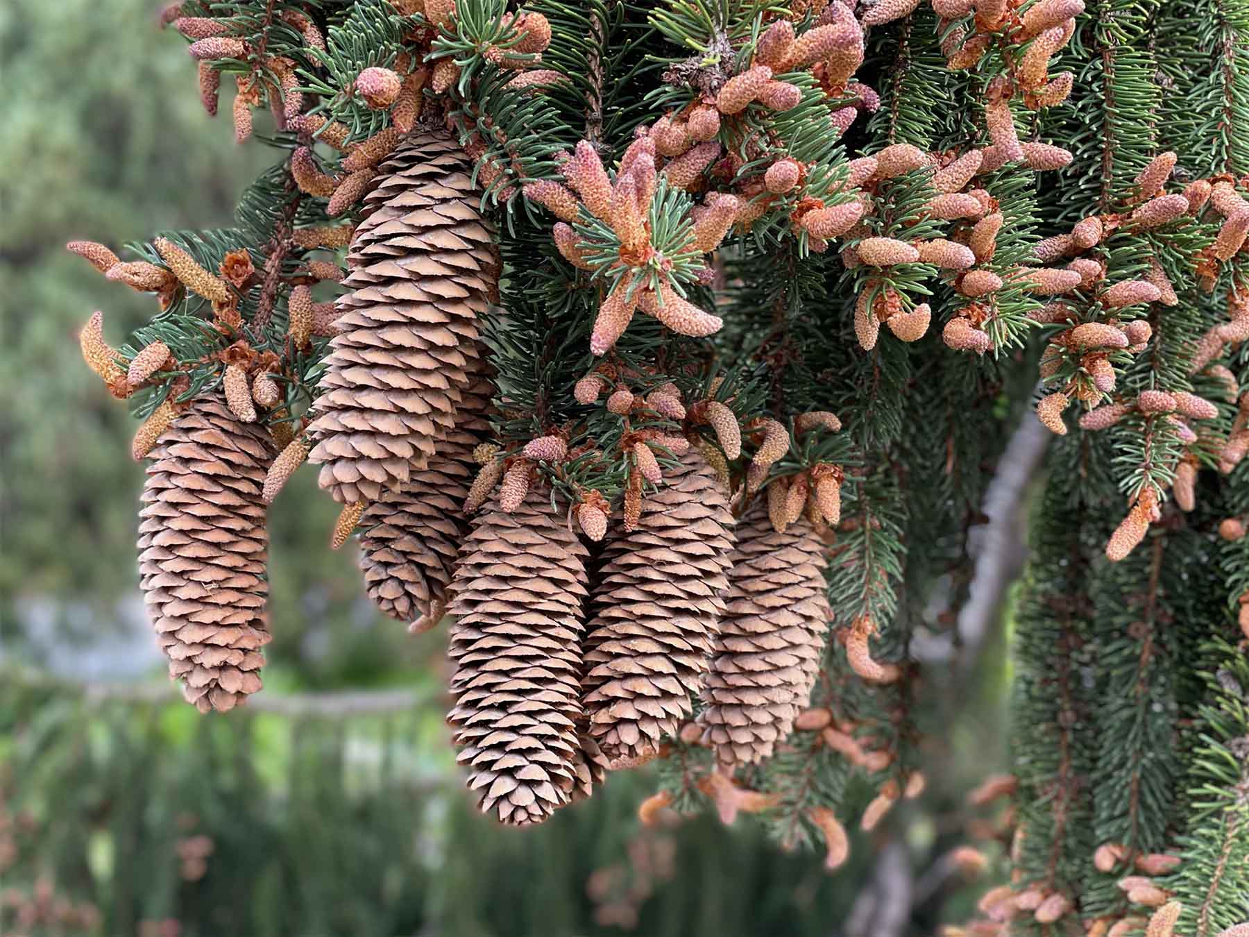 Norway spruce cones