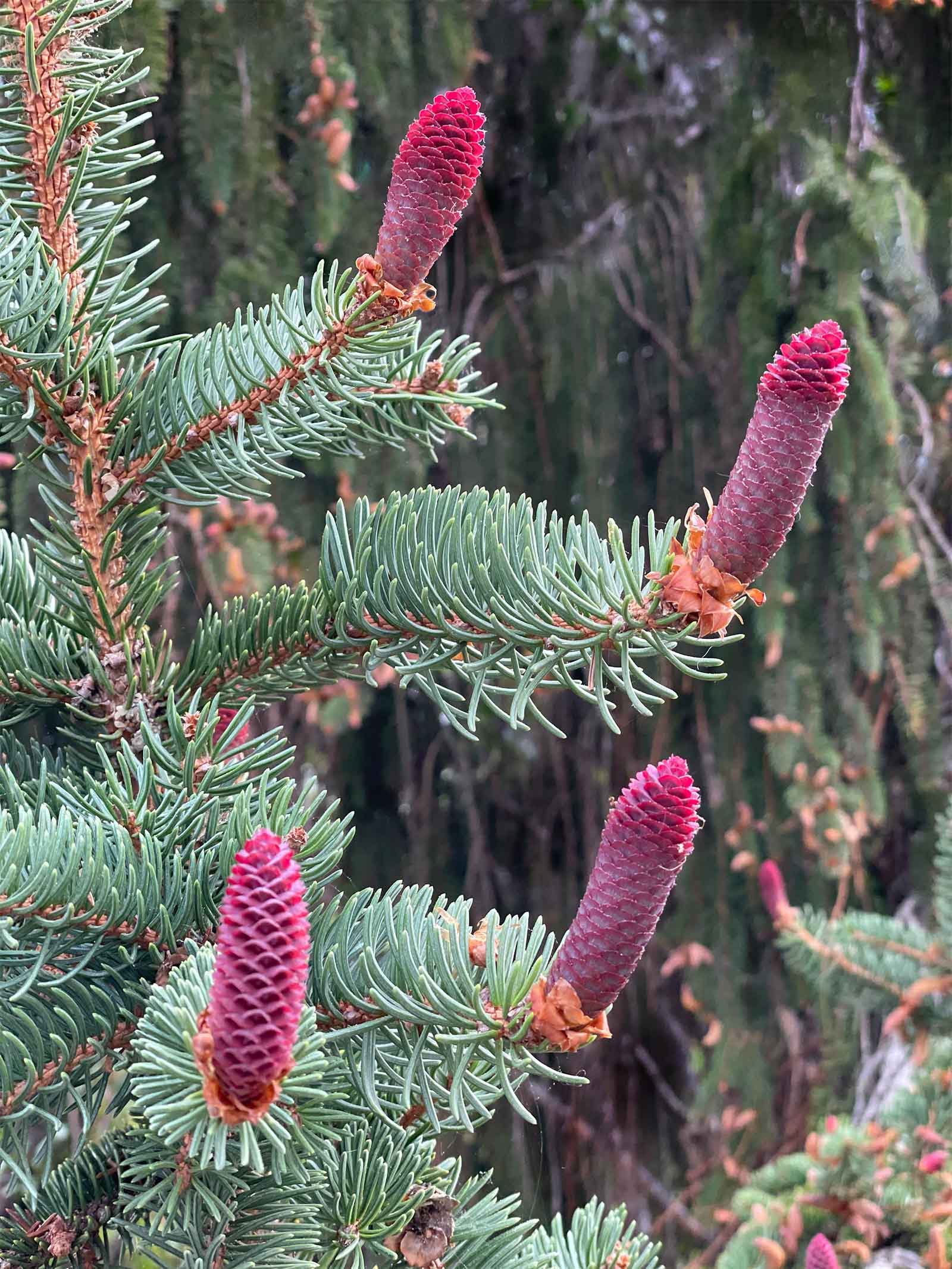 Norway spruce red cones