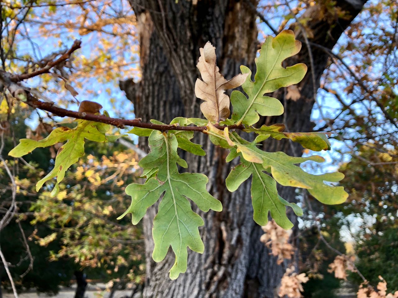 Quercus robur, English oak | Trees of Stanford & Environs