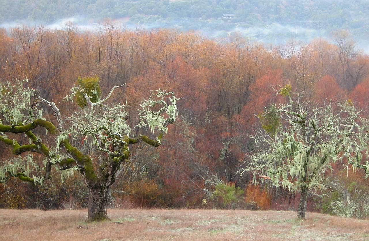 Valley Oak and Blue Oak at Jasper Ridge