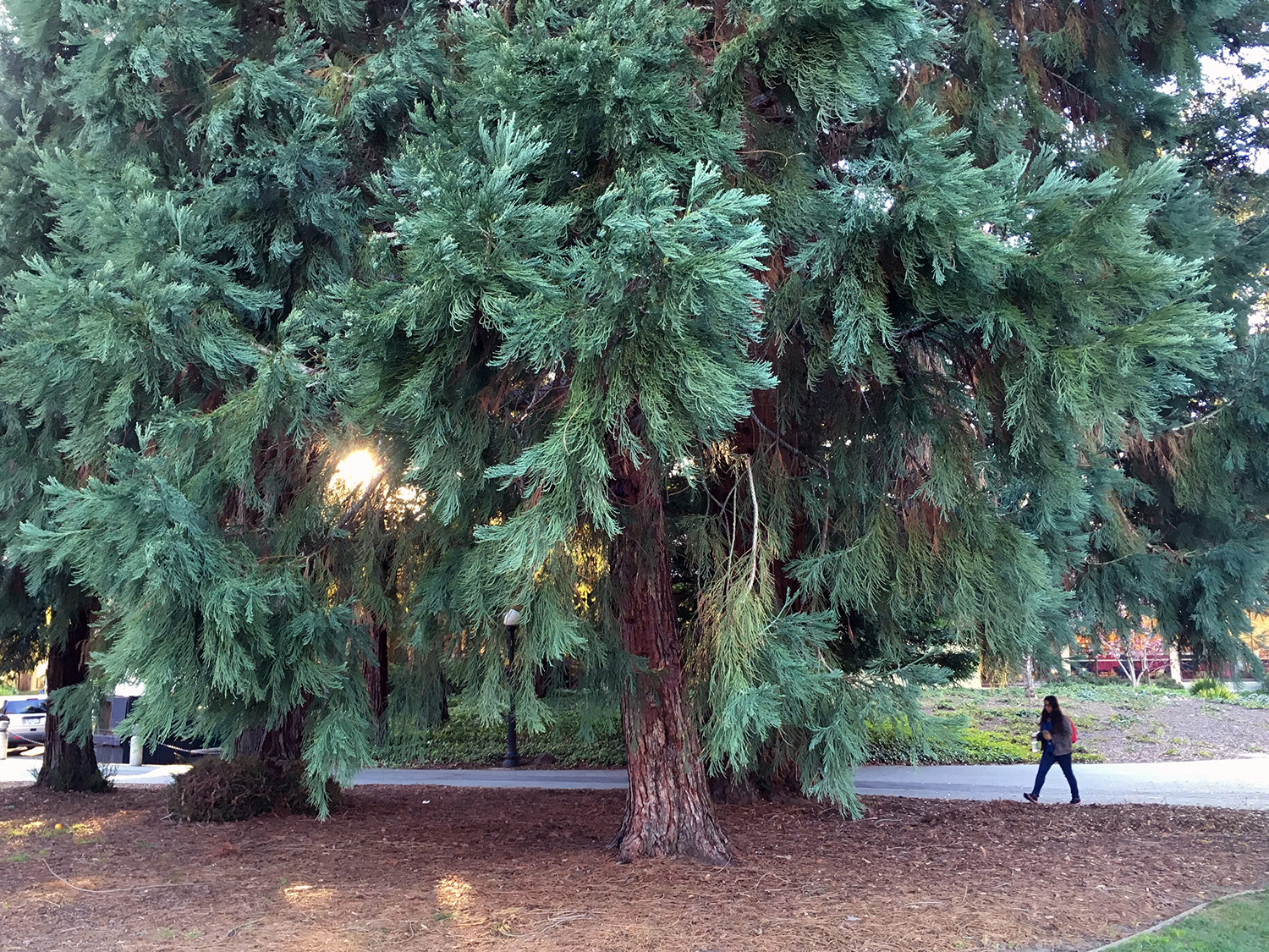 Giant sequoia, Canfield Court