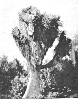 Y. filifera, 1930s
