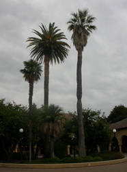 Inner Quad palms