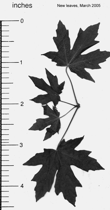 Acer macrophyllum. BIGLEAF MAPLE 