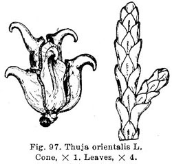 Platycladus orientalis (syn. Thuja orientalis)