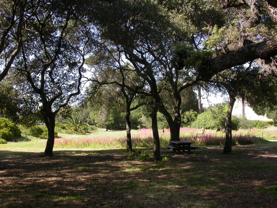 typical coast live oak savannah, ear of Oval