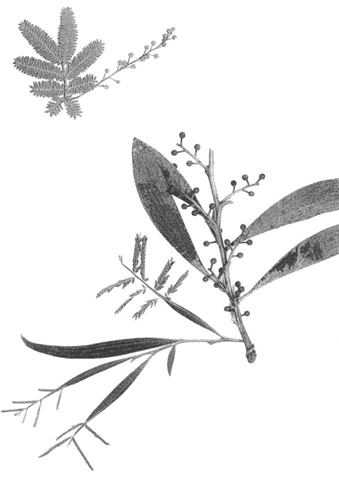 Acacia baileyana  & A. melanoxylon