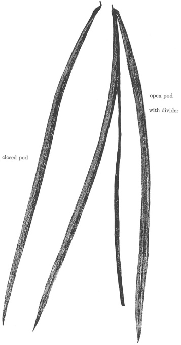 Chilopsis linearis 