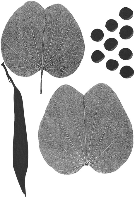 Bauhinia variegata 