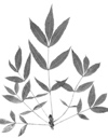 Fraxinus angustifolia 