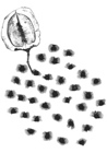 Jacaranda mimosifolia 