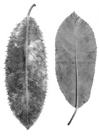 Photinia serrulata 