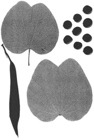 Bauhinia variegata 