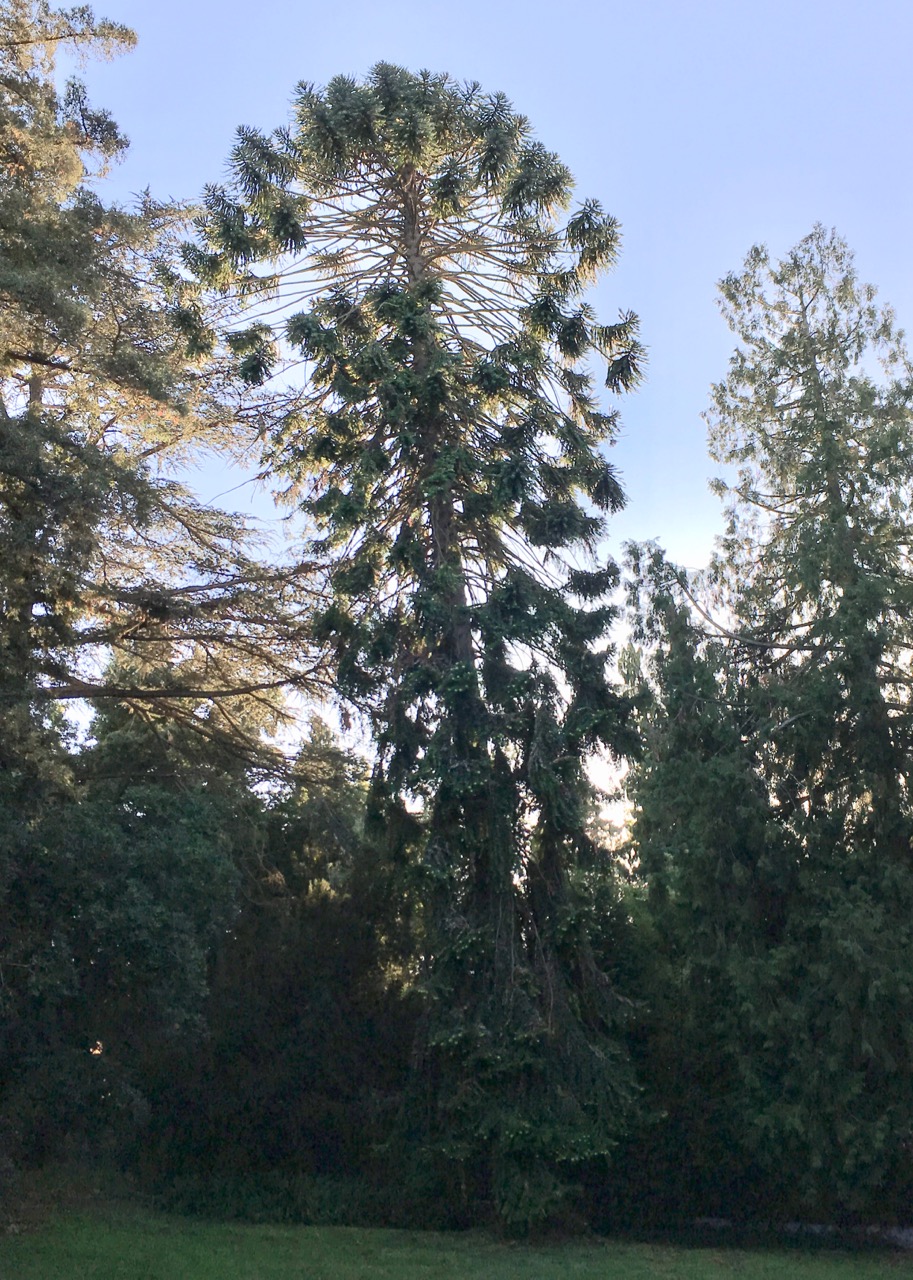 The Bunya-Bunya Pine (Araucaria bidwillii)