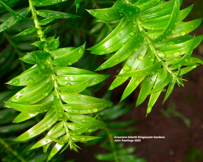 The Bunya-Bunya Pine (Araucaria bidwillii)