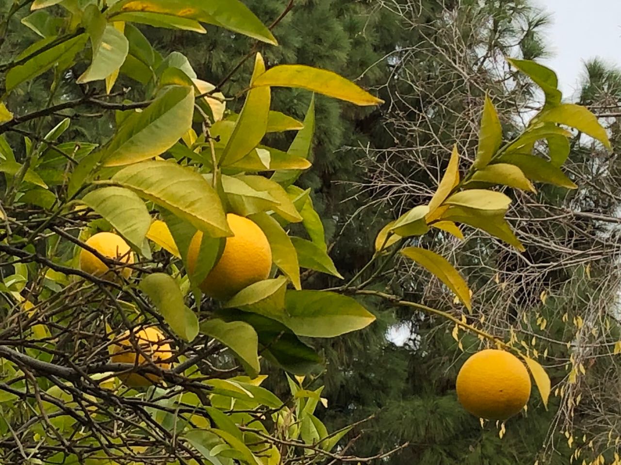 Stanford fruit trees