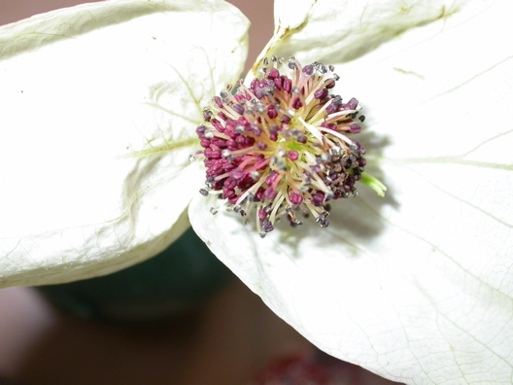 Davidia involucrata