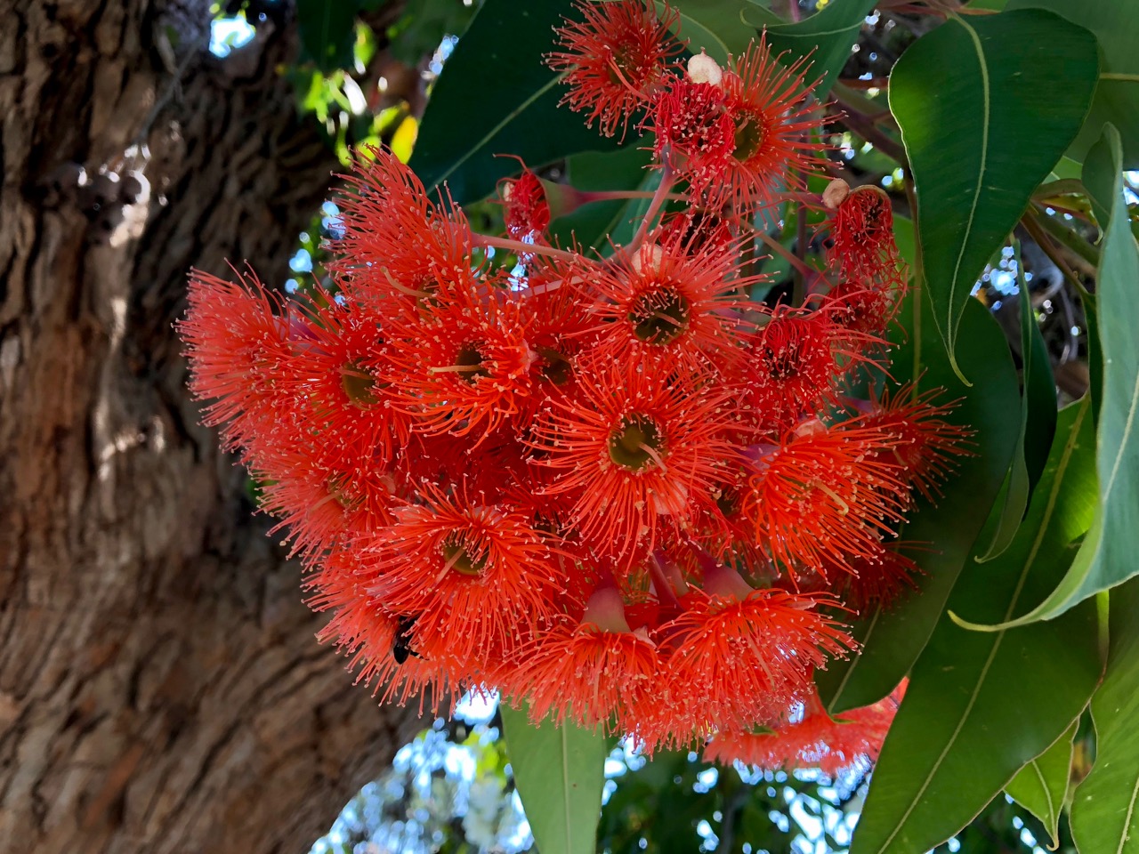 Corymbia ficifolia 'Summer Red' (Red Flowering Gum) - December Must See 
