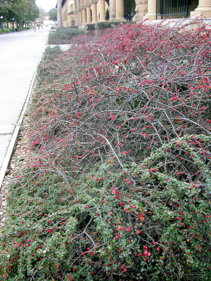 Image of Cotoneaster dammeri in fall