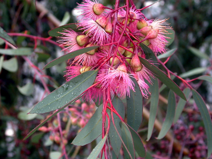 Red-flowering Gum (Corymbia ficifolia) in Orange County, CA