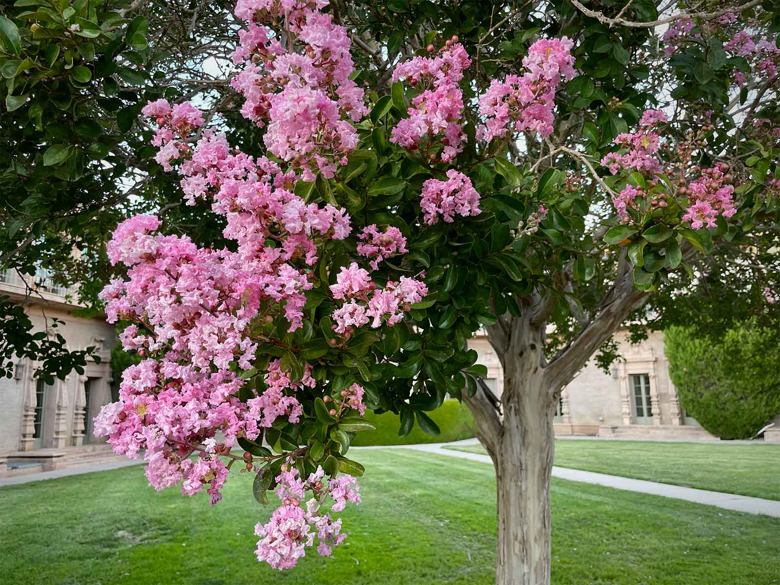 Pink crepe outlet myrtle