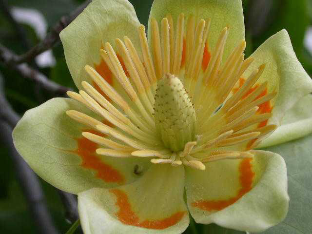 Liriodendron tulipifera, tulip tree | Trees of Stanford & Environs