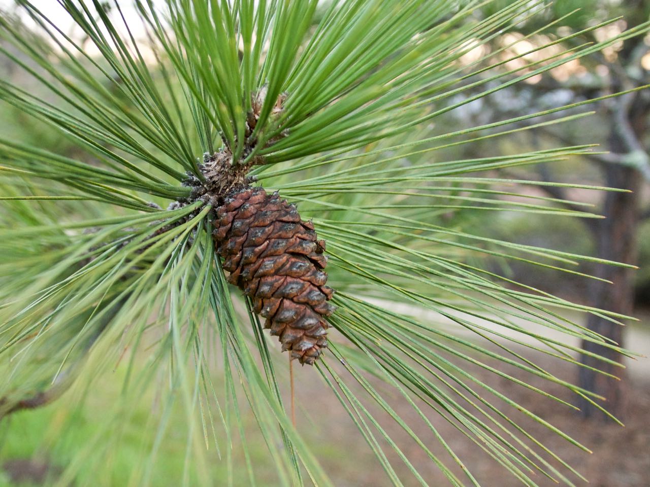 Ponderosa Pine Needles