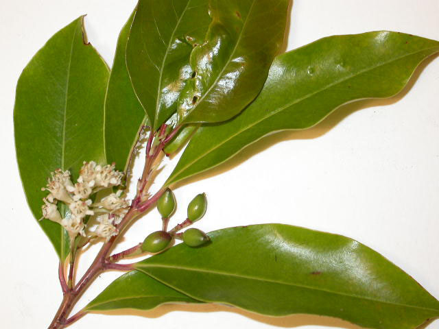 Prunus serrulata — Wikipédia