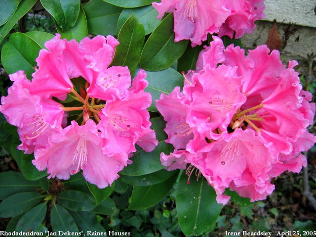 Image of Rhododendron (Rhododendron spp.) plant