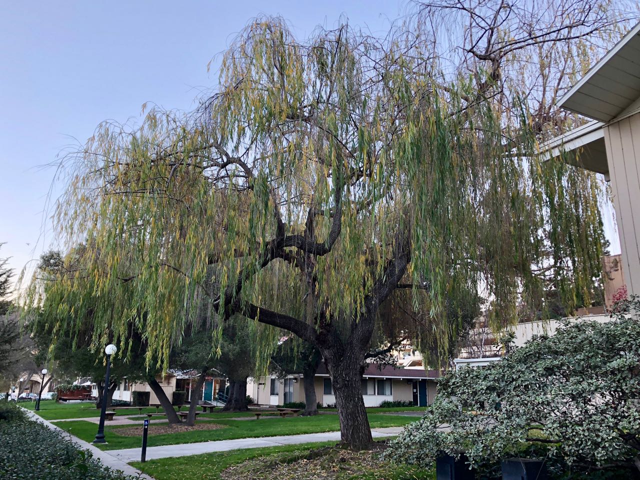 Salix babylonica, weeping willow | Trees of Stanford & Environs