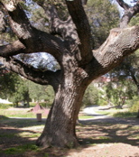 typical coast live oak savannah, ear of Oval