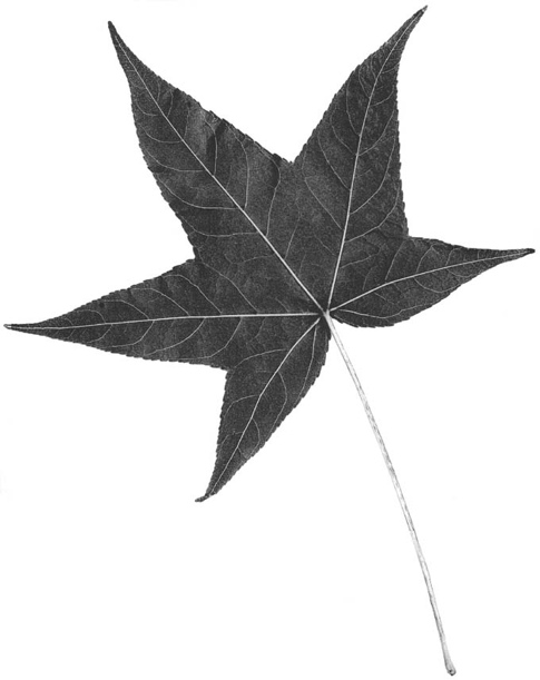 sweet gum tree leaf