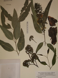 E. paniculata