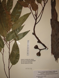 E. pellita
