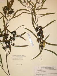 E. viridis