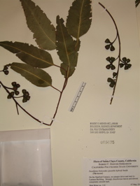 E. botryoides hybrid